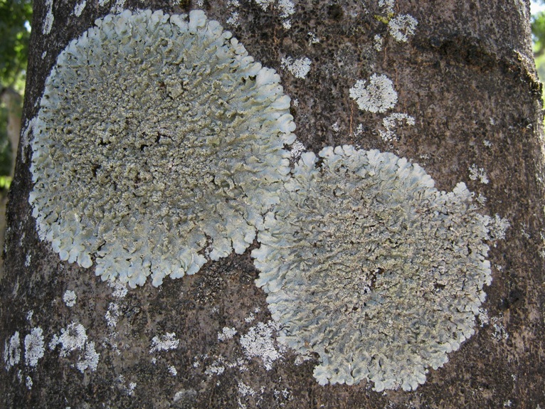 Punctelia: da determinare e curiosit�